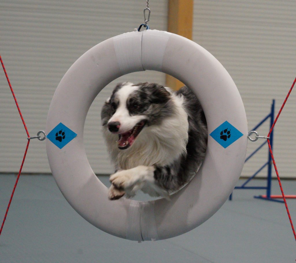 Dille Dog Camp - Läger för ungdomar 1 Dille Dog Camp - Läger för ungdomar 1