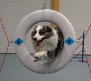 Dille Dog Camp - Läger för ungdomar 10