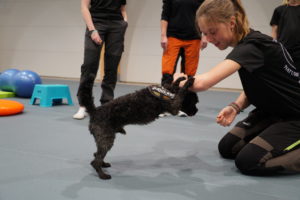 Dille Dog Camp - Läger för ungdomar 3 Dille Dog Camp - Läger för ungdomar 3