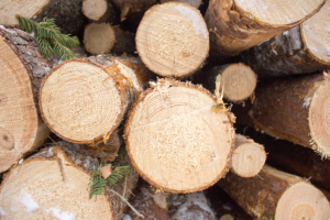 NY UTBILDNING FÖR SKOGSJOBB 2